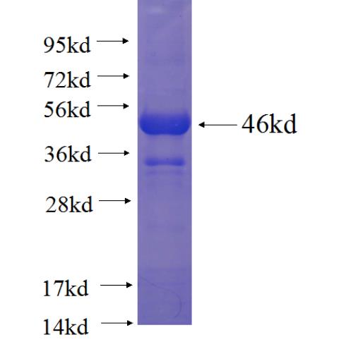 Recombinant human GSNOR,ADH5 SDS-PAGE