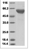 Human OX-40L / TNFSF4 / CD252 Protein 14122