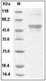 Influenza A H5N1 (A/VietNam/1203/2004) Hemagglutinin Protein (HA2 Subunit) (Fc Tag) SDS-PAGE