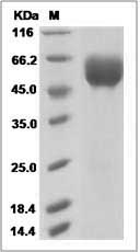 Cynomolgus TNFRSF21 / DR6 Protein (His Tag) SDS-PAGE