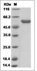 Rat PNLIPRP1 / PLRP1 Protein (His Tag)