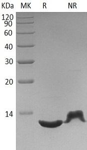 Human CXCL12/SDF1/SDF1A/SDF1B recombinant protein