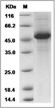 Rat IFNA4 / IFN?4 / Interferon alpha-4 Protein (Fc Tag) SDS-PAGE
