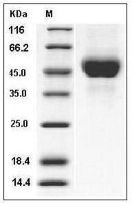 Influenza A H5N3 (A/duck/Hokkaido/167/2007) Hemagglutinin Protein (HA1 Subunit) (His Tag) SDS-PAGE