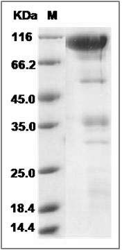 Rat CLEC14A / EGFR-5 Protein (Fc Tag) SDS-PAGE
