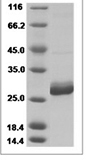 Human PRL recombinant protein (C-His)