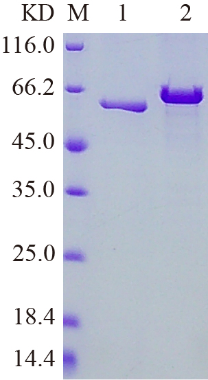 Recombinant PDE12 protein (His tag) SDS-PAGE