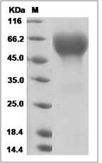 Influenza A H5N1 (A/chicken/VietNam/NCVD-016/2008) Hemagglutinin Protein (HA1 Subunit) (His Tag) SDS-PAGE
