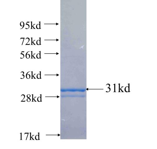 Recombinant human OR2H1 SDS-PAGE