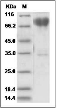 Cynomolgus CD86 / B7-2 Protein (Fc Tag) SDS-PAGE