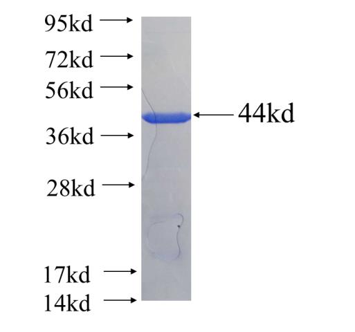 Recombinant human CEP55 SDS-PAGE