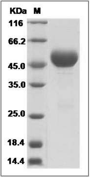 Mouse Alpha 1 Antitrypsin / SerpinA1a Protein (His Tag) SDS-PAGE