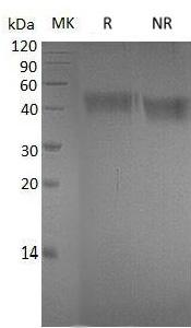 Human EFNA4/EPLG4/LERK4 (Fc & His tag) recombinant protein