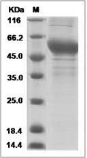 Mouse CD37 / GP52-40 / TSPAN26 Protein (Fc Tag)