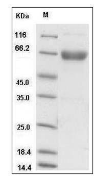 Mouse TNFRSF4 / OX40 / CD134 Protein (Fc Tag) SDS-PAGE