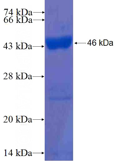 Recombinant Human PUM1 SDS-PAGE