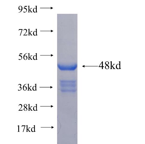 Recombinant Arabidopsis thaliana ADH1 SDS-PAGE