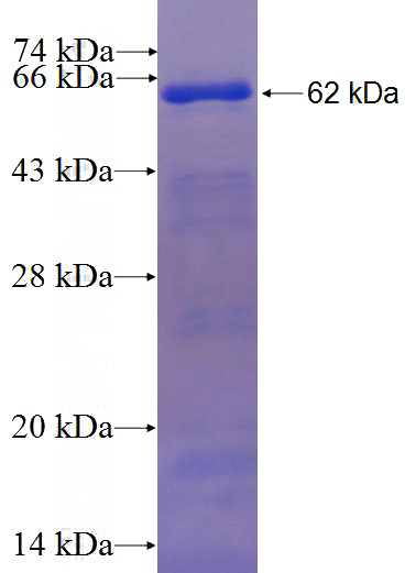 Recombinant Arabidopsis thaliana GIN2 SDS-PAGE