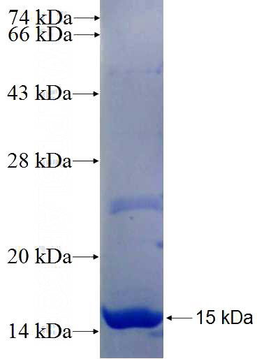 Recombinant Human HTR1D SDS-PAGE