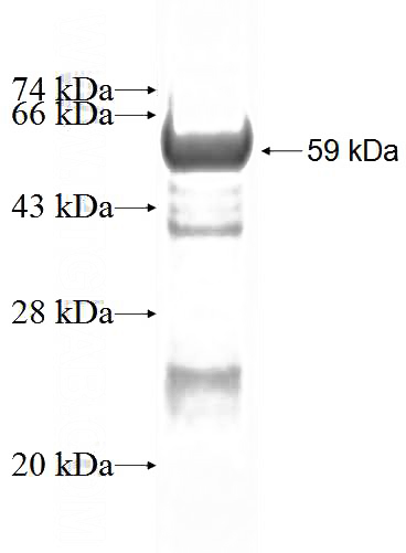 Recombinant Human TAP1 SDS-PAGE