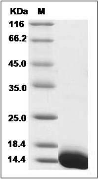 Mouse S100A13 Protein (His Tag) SDS-PAGE
