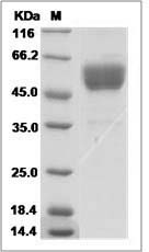 Mouse CD69 / CLEC2C / AIM Protein (Fc Tag)