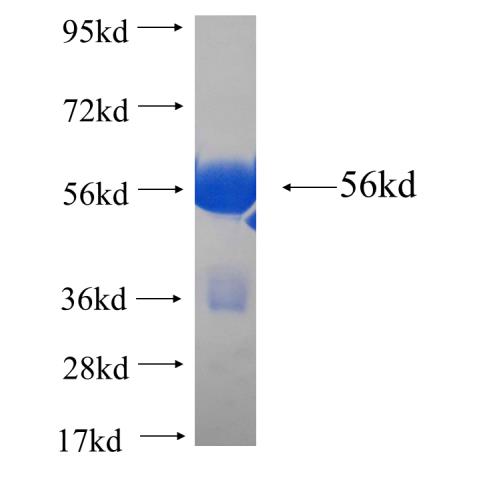 Recombinant Arabidopsis thaliana BSK8 SDS-PAGE