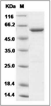 Mouse GAD65 / GAD2 Protein SDS-PAGE