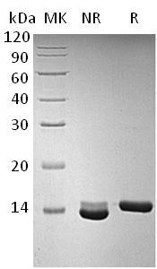 Human BDNF recombinant protein
