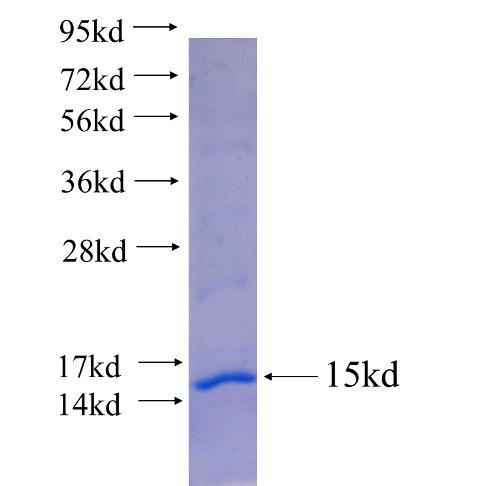Recombinant human LEPRE1 SDS-PAGE