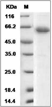 Rat JAM-2 / JAM-B Protein (Fc Tag) SDS-PAGE