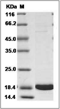 Rabbit IL-1 beta / IL1B Protein SDS-PAGE