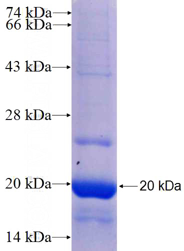 Recombinant Human WNT3A SDS-PAGE