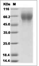 Influenza B (B/Utah/02/2012) Hemagglutinin / HA1 Protein (His Tag)