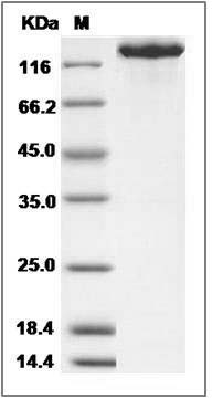 Mouse CHL-1 Protein (Fc Tag) SDS-PAGE