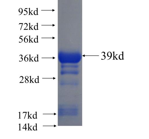 Recombinant human TOR3A SDS-PAGE