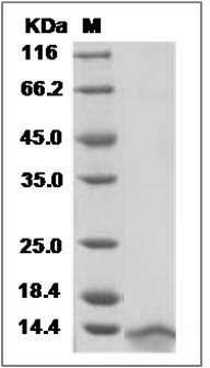 Human CCL3 / Mip1a Protein (His Tag) SDS-PAGE