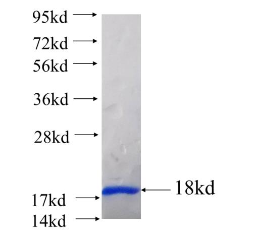 Recombinant human C16orf13 SDS-PAGE