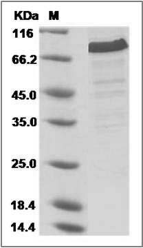 Human TRIP10 / Cip4 Protein (His Tag) SDS-PAGE