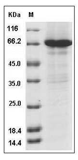 Human CCNE1 / Cyclin-E1 Protein (His & GST Tag) SDS-PAGE