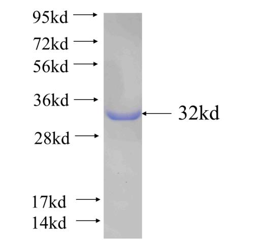 Recombinant human FAM114A1 SDS-PAGE