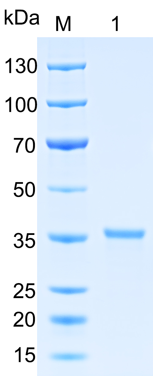 Recombinant Human N-PAC SDS-PAGE