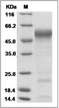 Mouse Alpha 1 Antitrypsin / SerpinA1a Protein SDS-PAGE