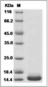 Human XIAP / BIRC4 (BIR3 domain) Protein (His Tag) SDS-PAGE