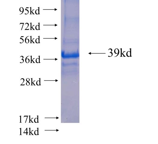 Human TCEB2 Recombinant protein (GST tag)