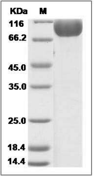 Mouse FGFR2 / CD332 Protein (Fc Tag) SDS-PAGE