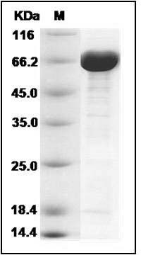 E. coil Bifunctional protein BirA (His & MBP Tag) SDS-PAGE