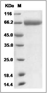 Rat CD157 / BST1 Protein (Fc Tag) SDS-PAGE