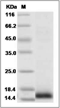 Canine CXCL13 / BCA-1 Protein (His Tag) SDS-PAGE