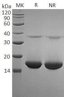 Human BCL2L11/BIM (His tag) recombinant protein